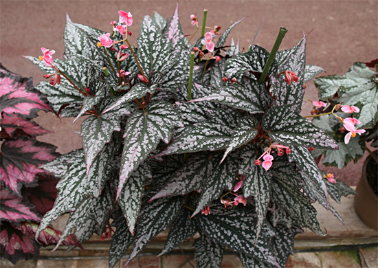 B. ‘Gloria Queen’